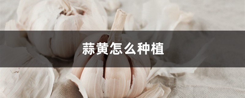 蒜黄如何种植，什么是蒜黄