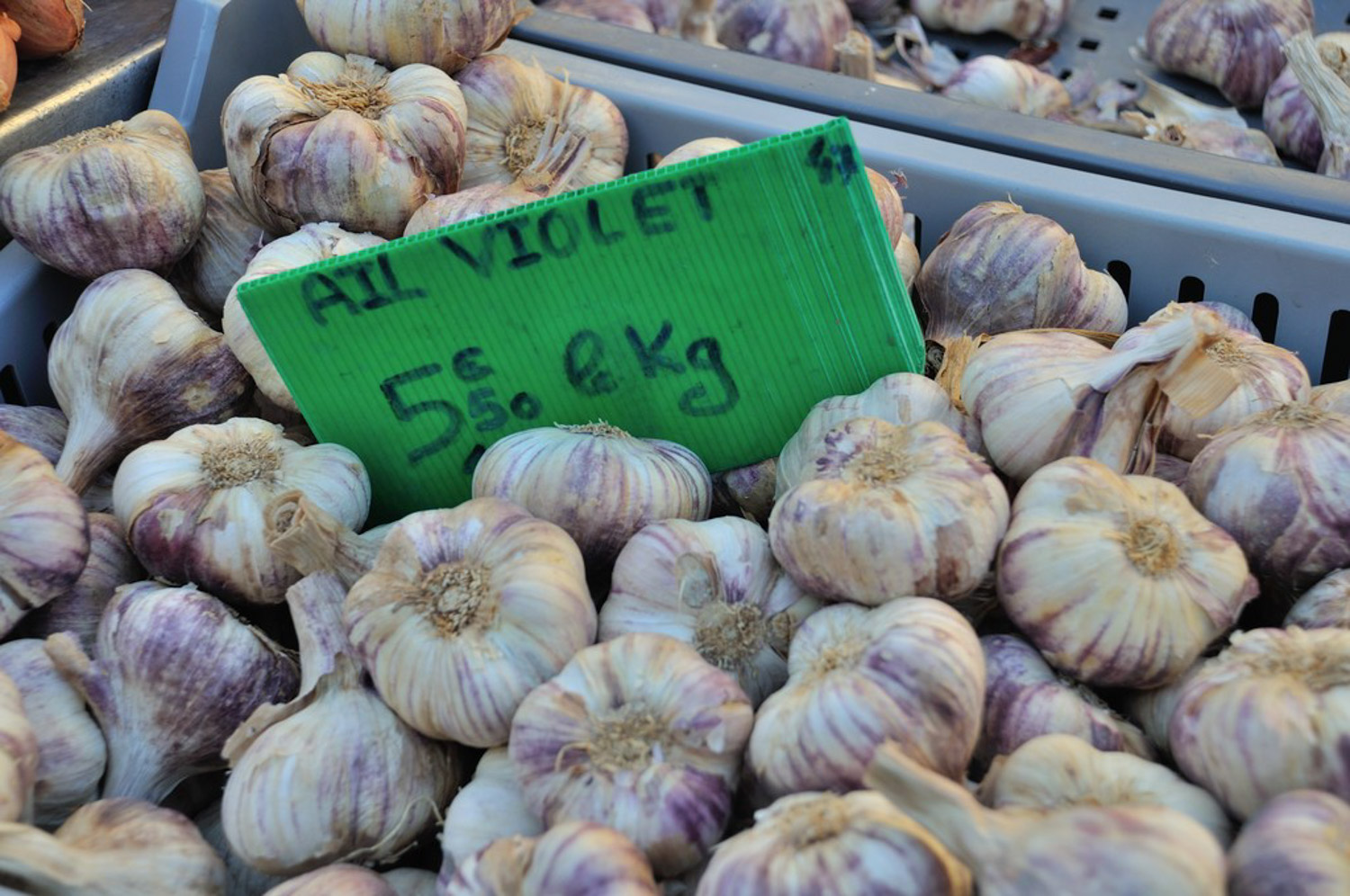 蒜黄如何种植，什么是蒜黄