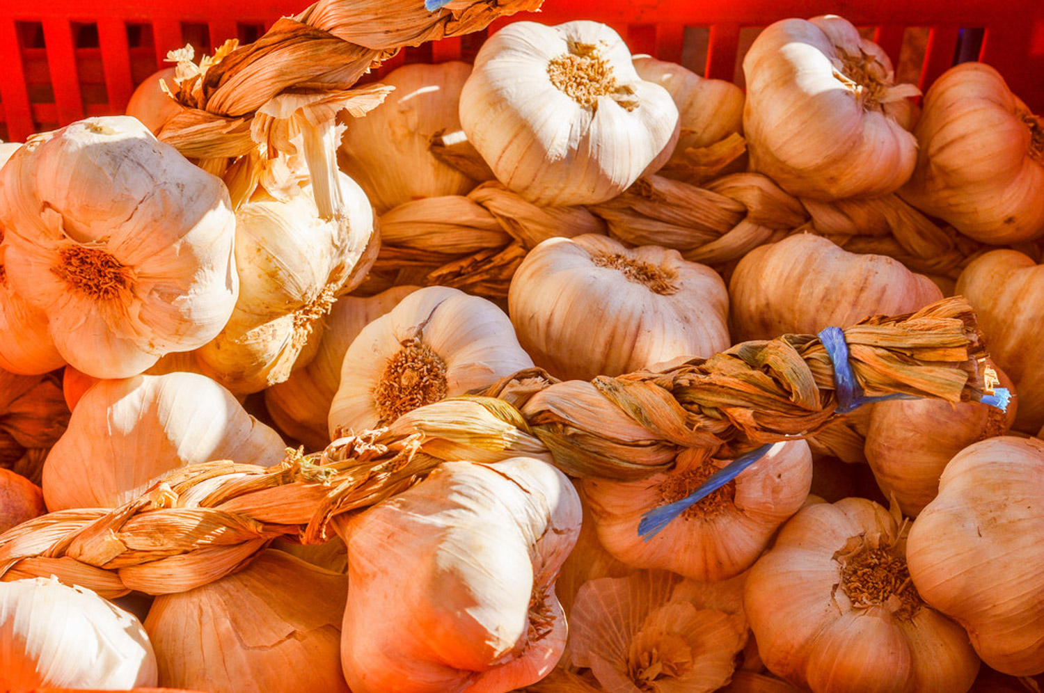 蒜黄如何种植，什么是蒜黄