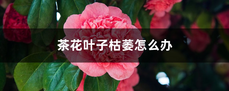 茶花叶子枯萎如何办
