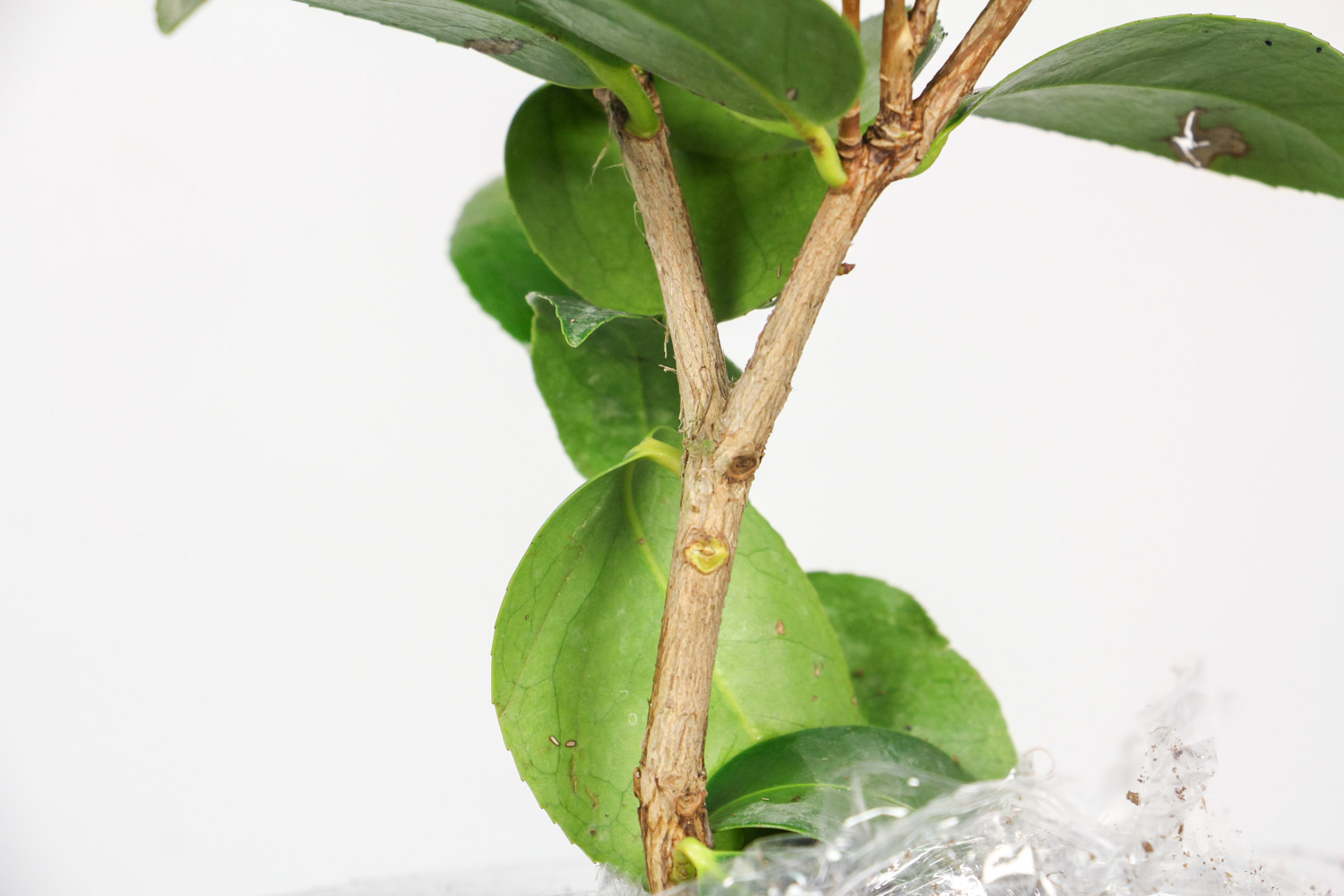 茶花叶子枯萎如何办