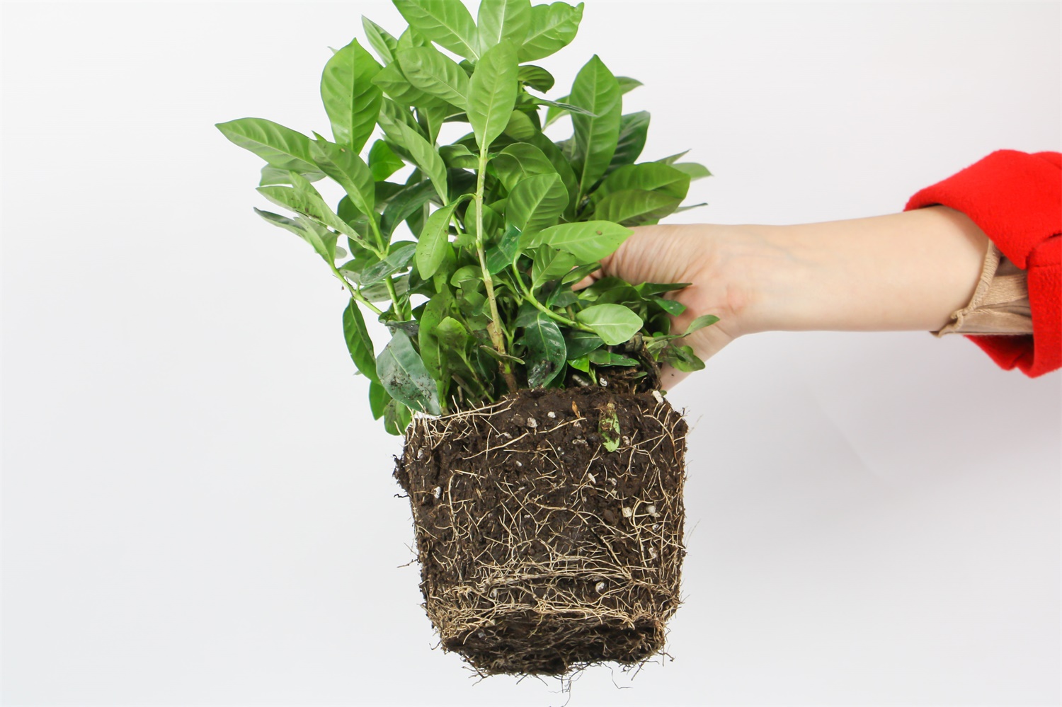 栀子花叶子发黑干枯如何办