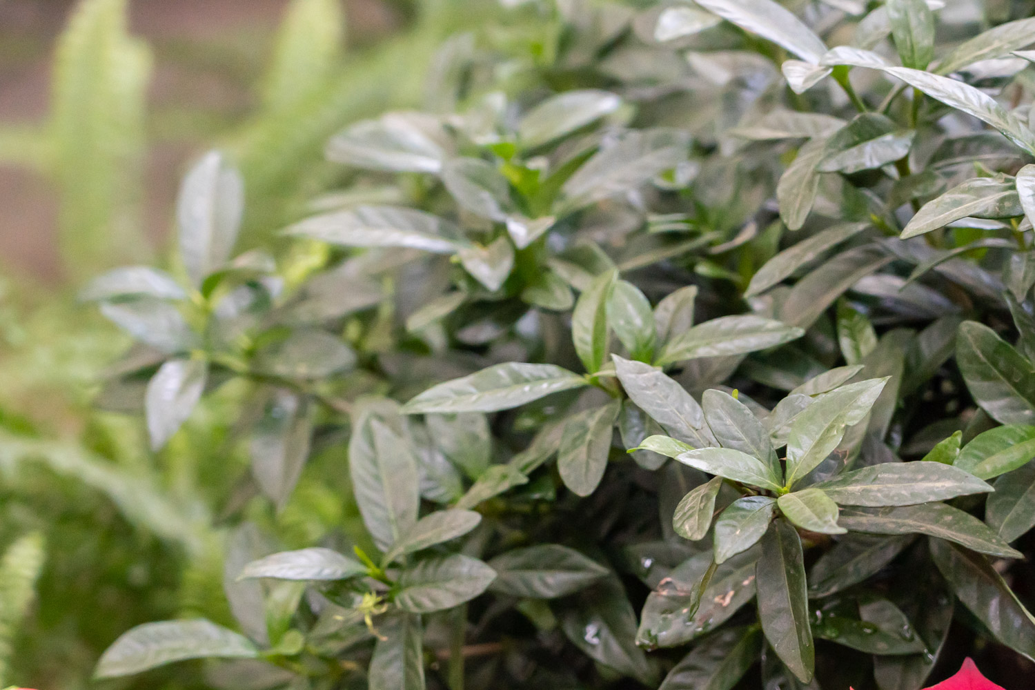 栀子花叶子卷边如何办