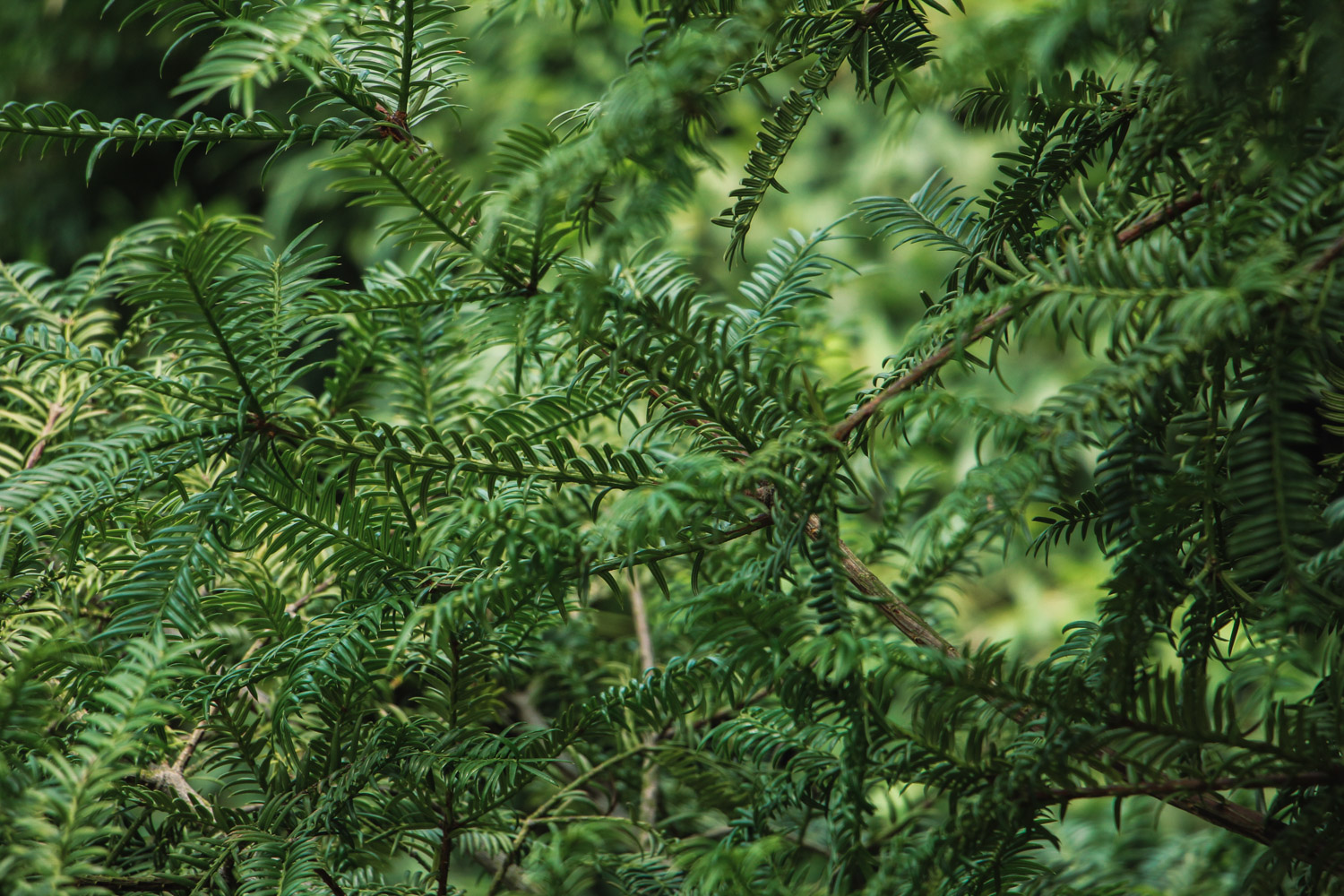 红豆杉 红豆杉叶子干枯如何办