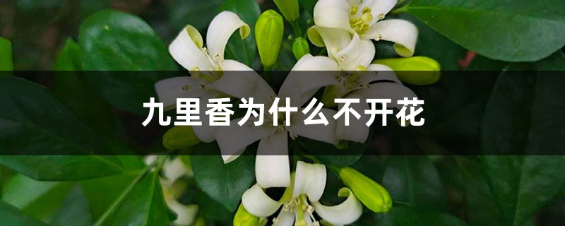 九里香为何不开花