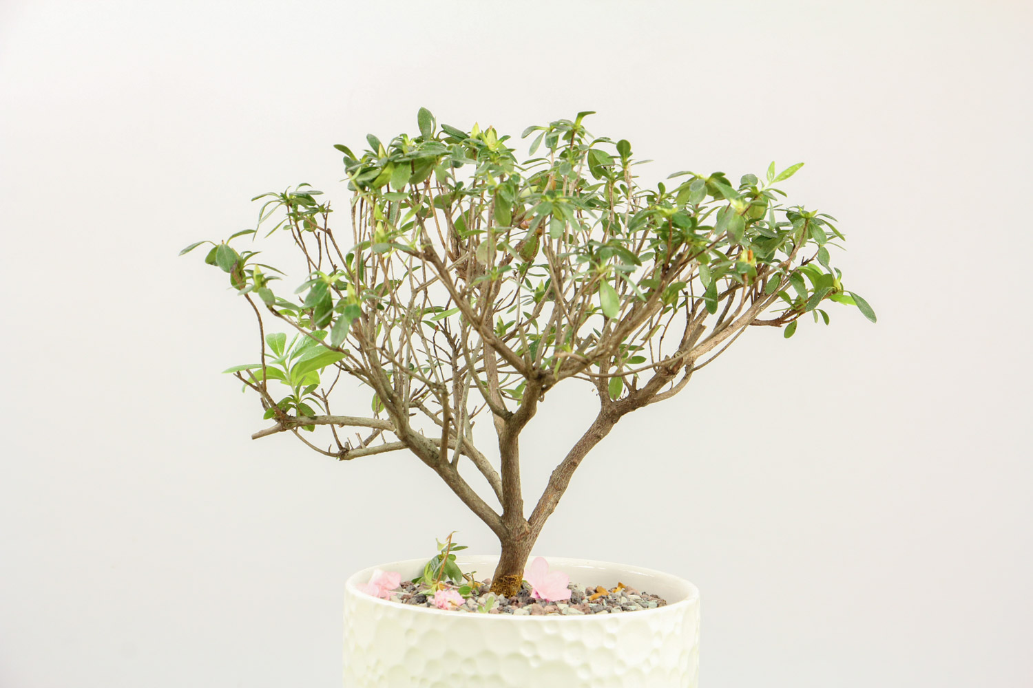 杜鹃花叶子黑了如何办