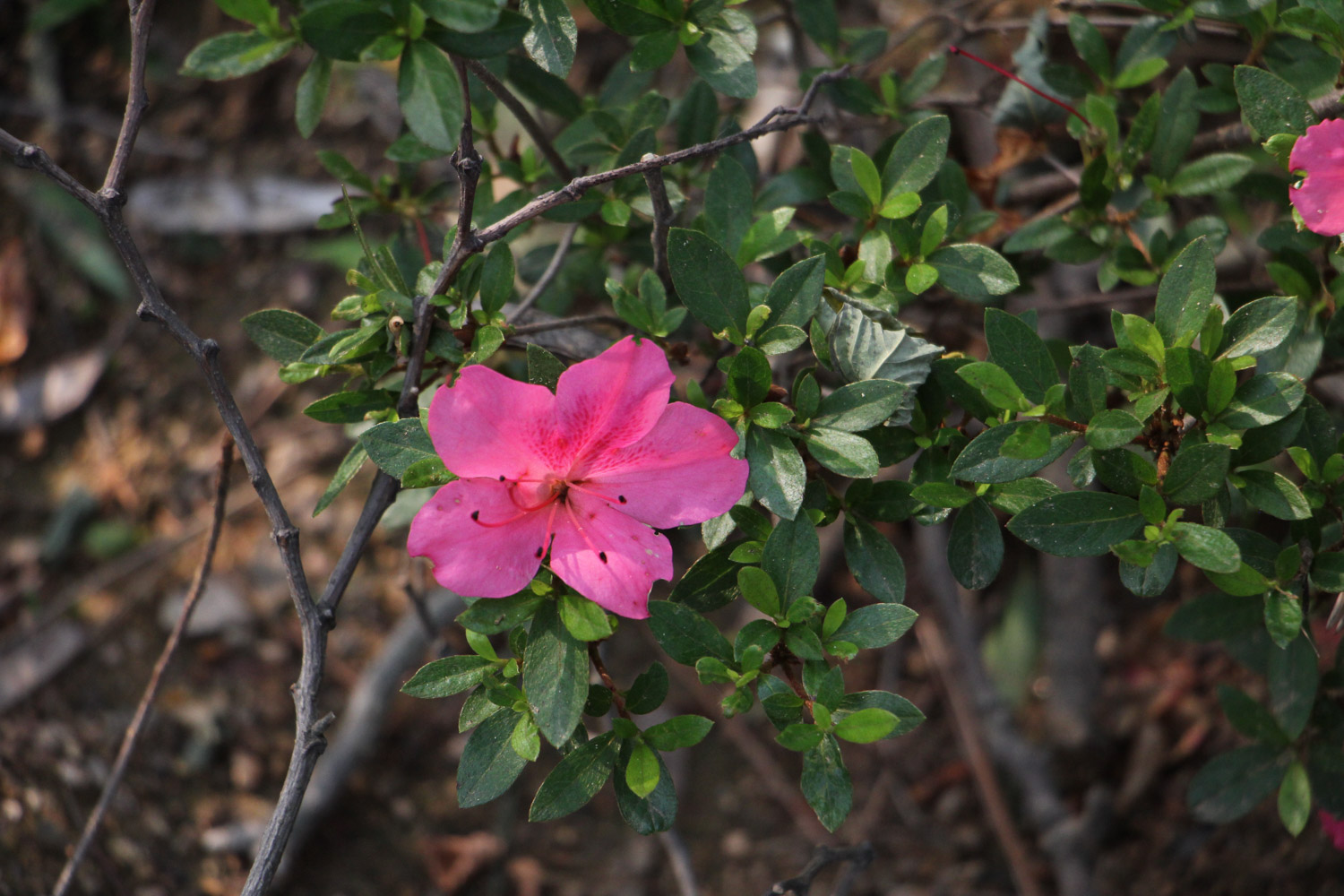 杜鹃花叶子黑了如何办
