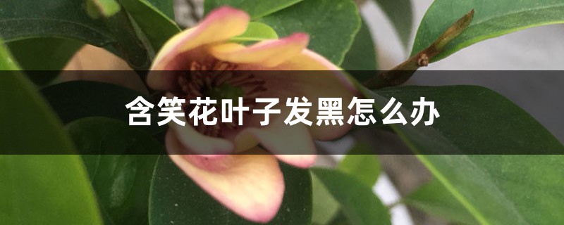 含笑花叶子发黑如何办