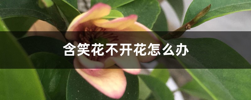 含笑花不开花如何办