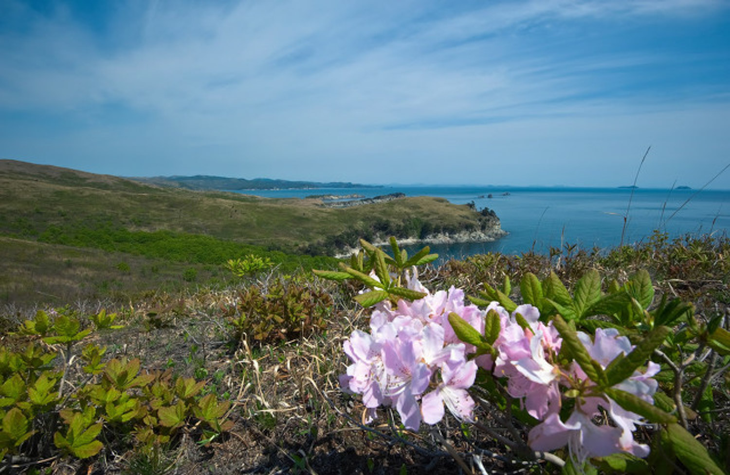 杜鹃花冻了如何办