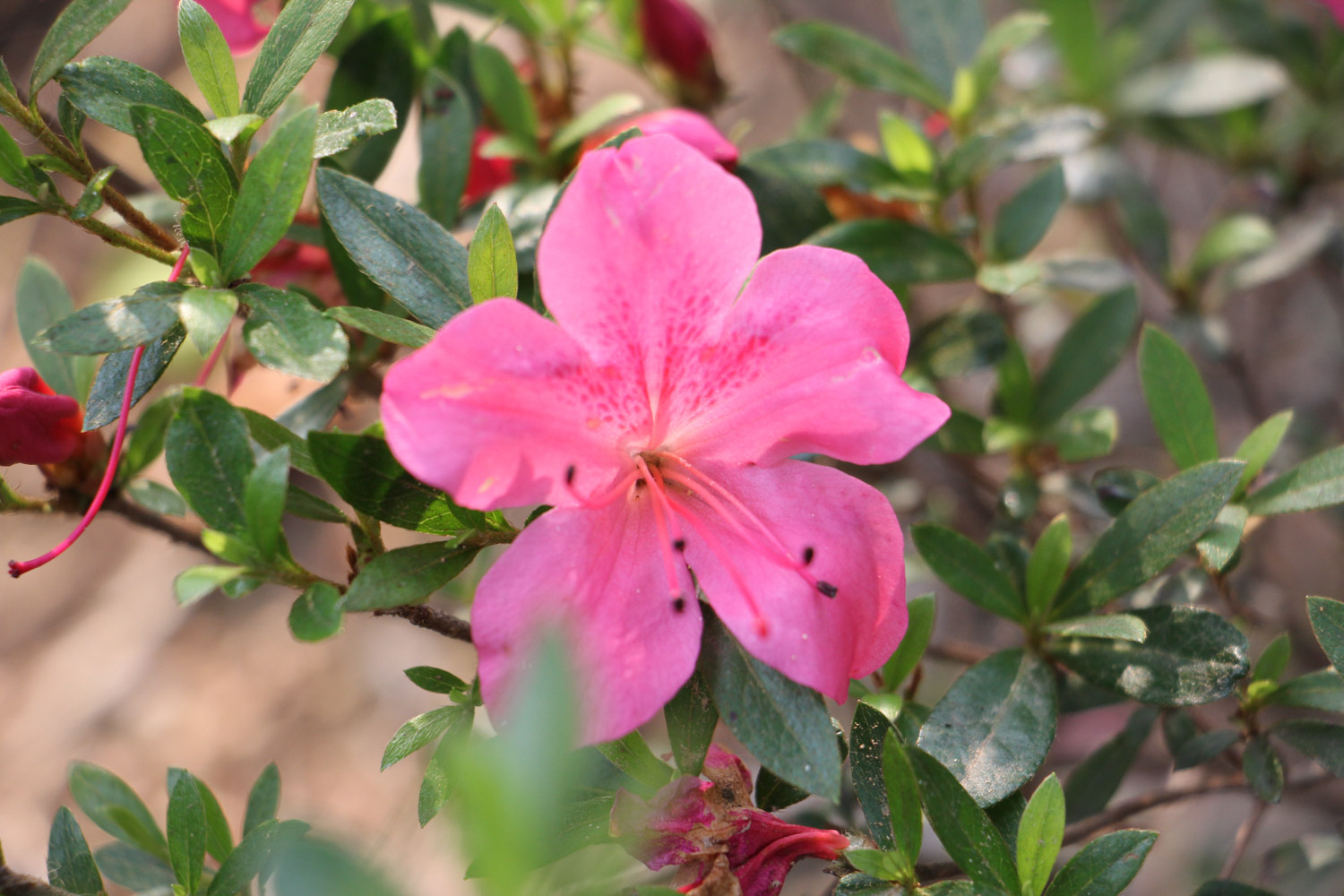 杜鹃花冻了如何办