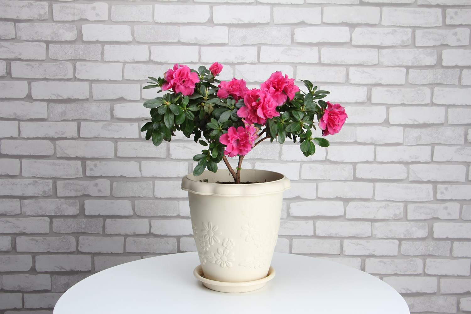 杜鹃花冻了如何办