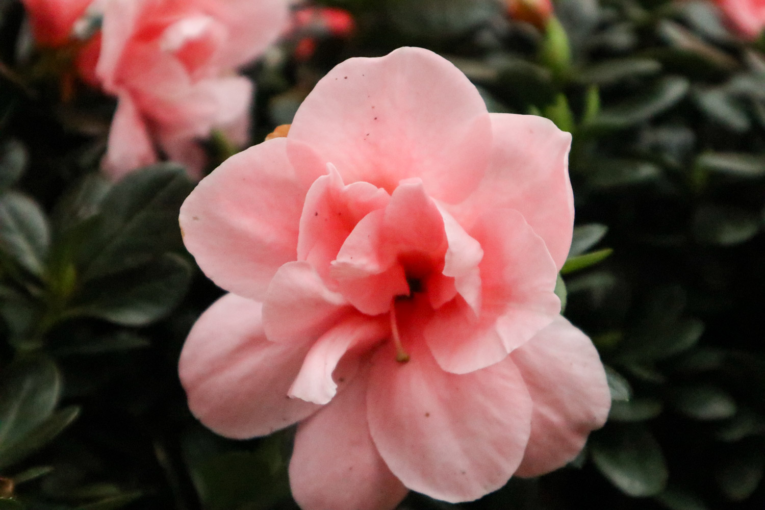 杜鹃花叶子下垂如何办