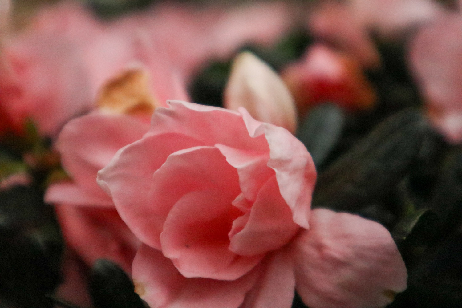 杜鹃花叶子下垂如何办