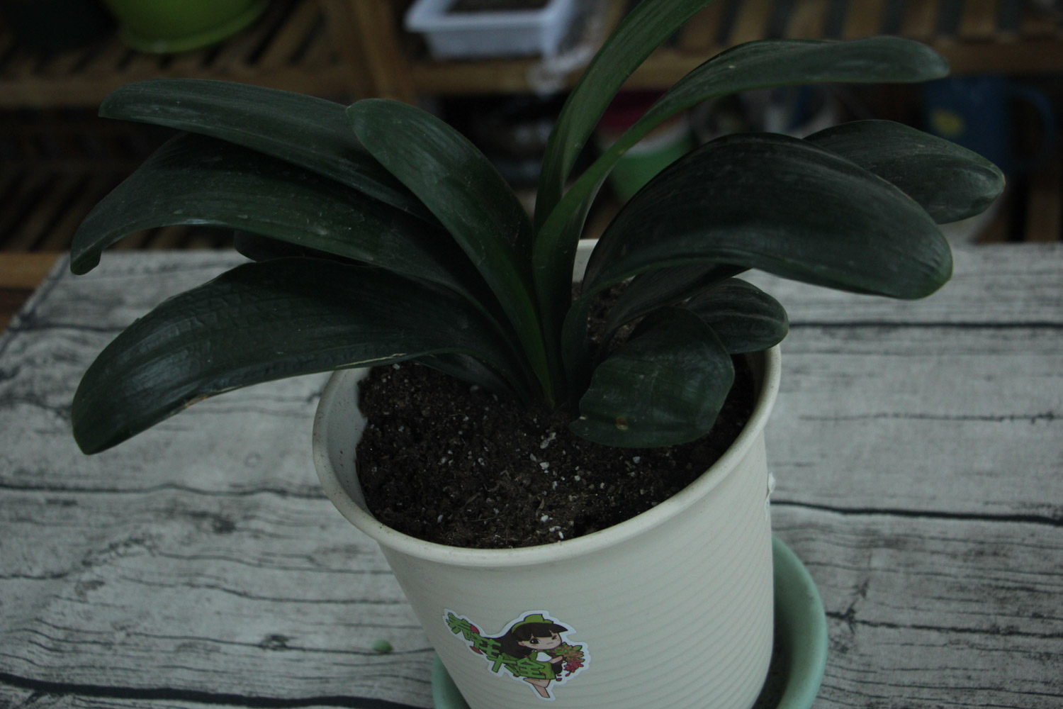 君子兰叶子太长如何办