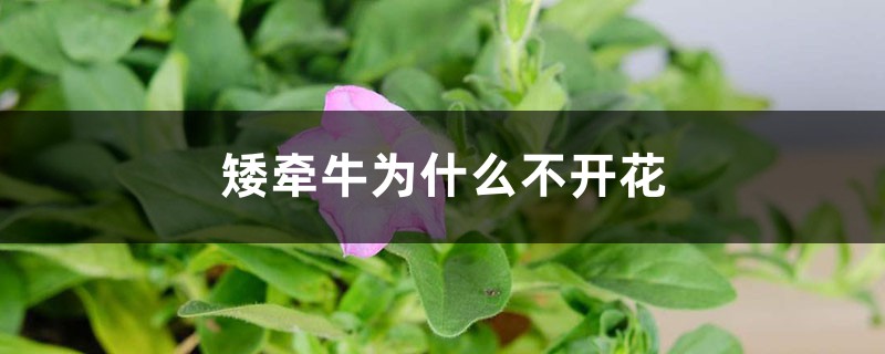 矮牵牛为何不开花
