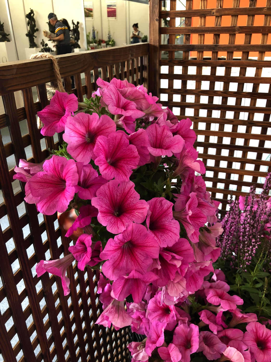 矮牵牛为何不开花