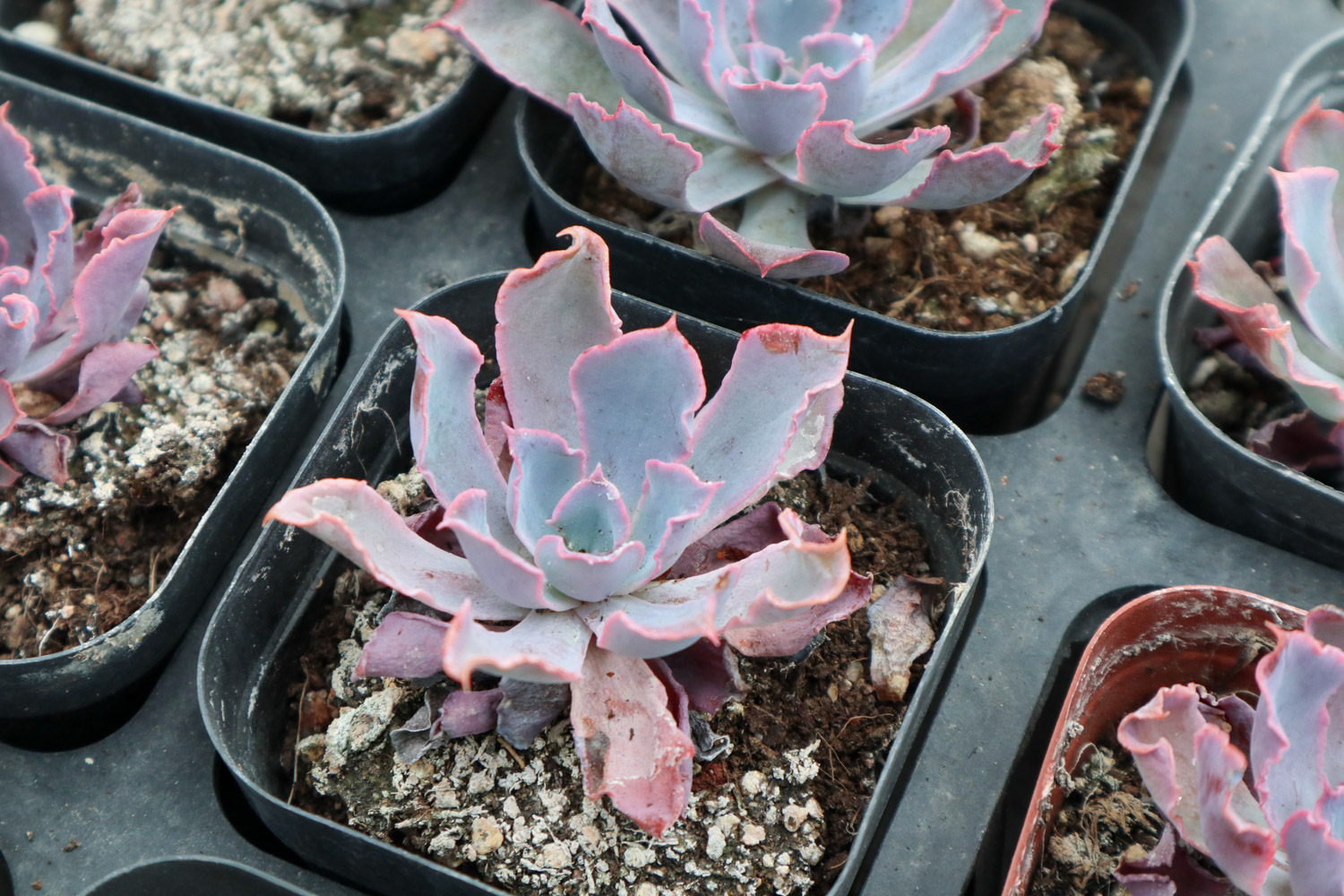 多肉 多肉黑腐还化水,1招就能起死回生,爆到夏季不用愁!