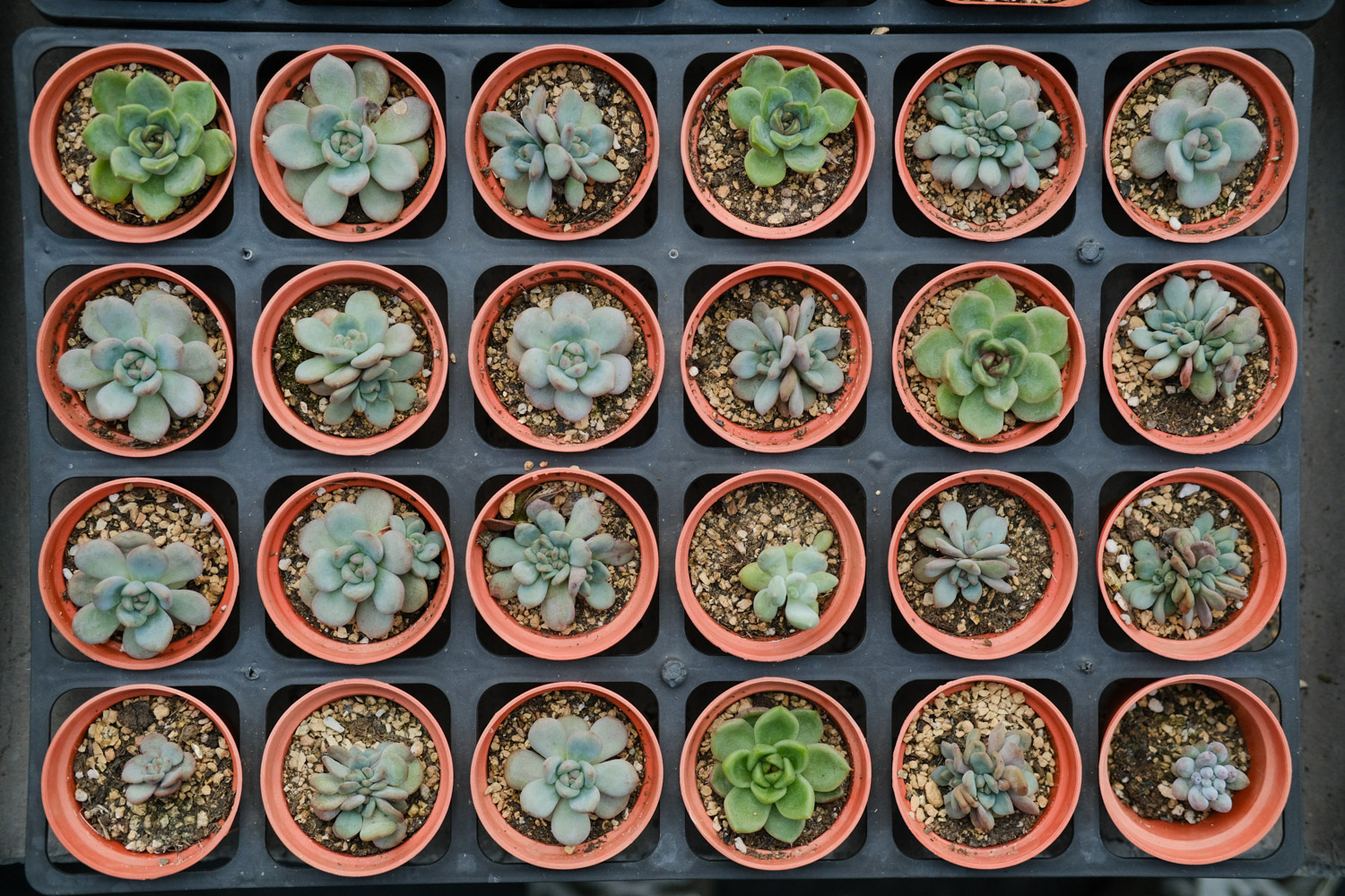 多肉 多肉黑腐还化水,1招就能起死回生,爆到夏季不用愁!