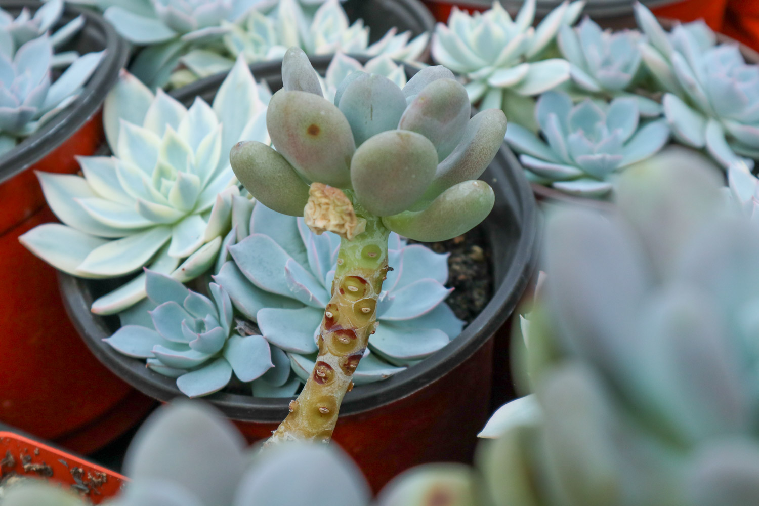 多肉 多肉黑腐还化水,1招就能起死回生,爆到夏季不用愁!