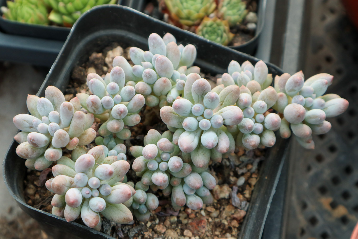 多肉 多肉黑腐还化水,1招就能起死回生,爆到夏季不用愁!