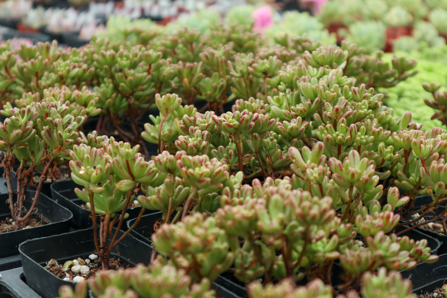 多肉 多肉黑腐还化水,1招就能起死回生,爆到夏季不用愁!