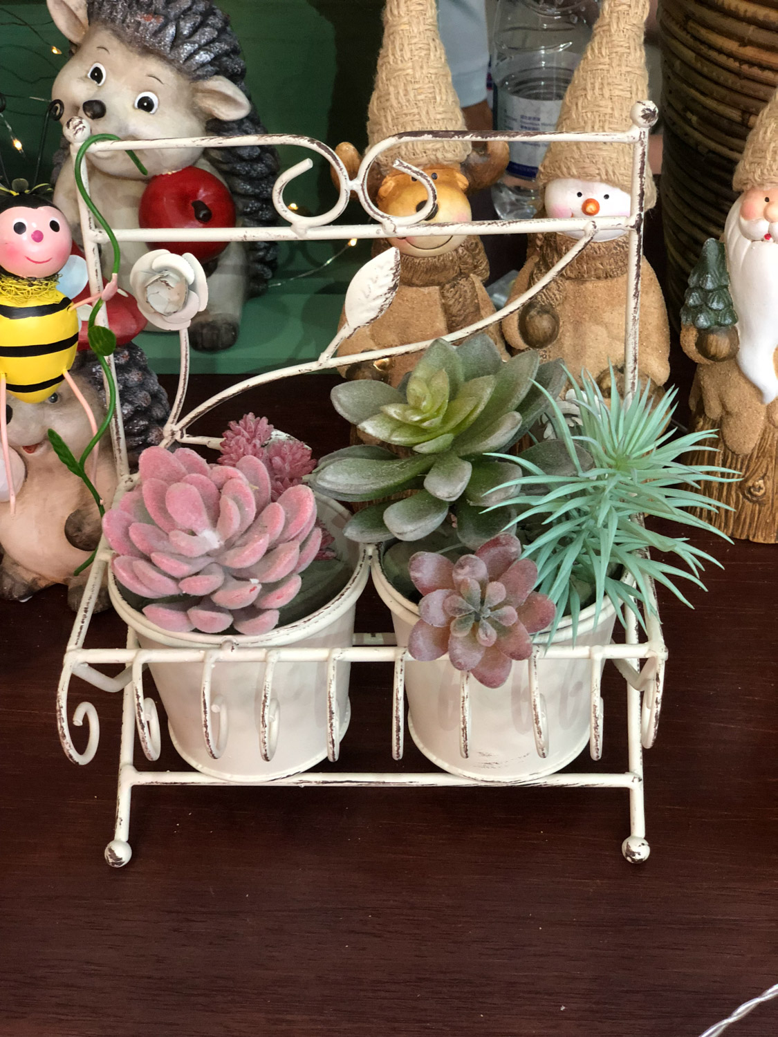 多肉 多肉黑腐还化水,1招就能起死回生,爆到夏季不用愁!