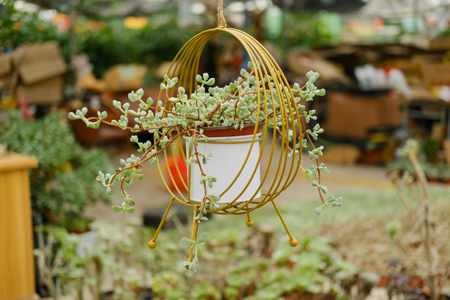 多肉 多肉黑腐还化水,1招就能起死回生,爆到夏季不用愁!