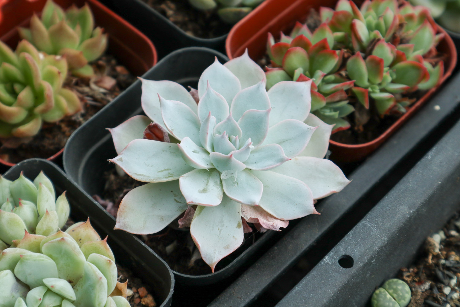 多肉 多肉黑腐还化水,1招就能起死回生,爆到夏季不用愁!