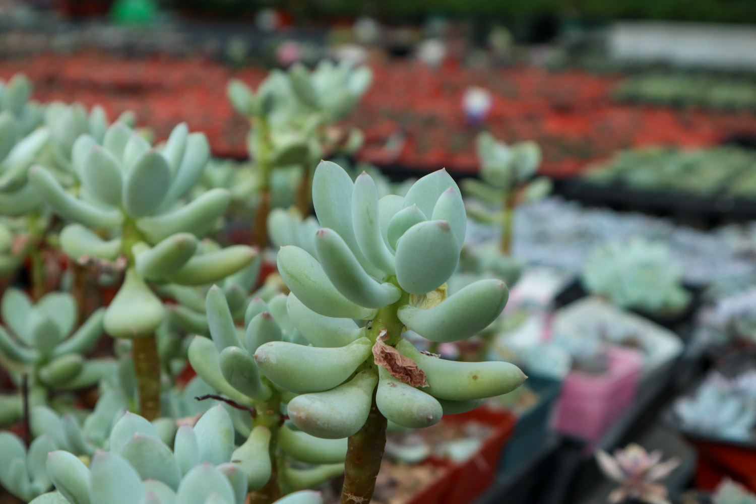 多肉 多肉黑腐还化水,1招就能起死回生,爆到夏季不用愁!