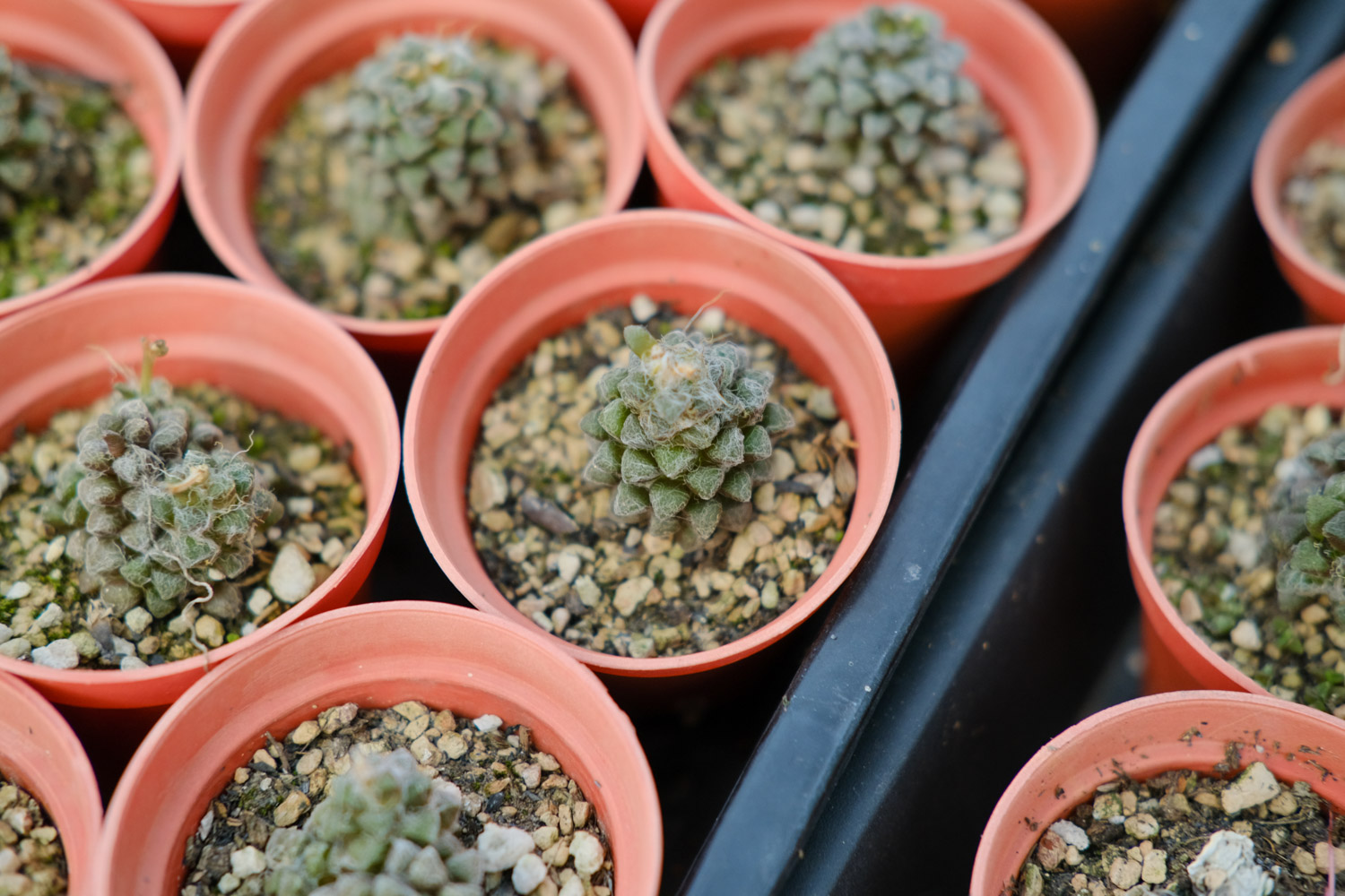 多肉 多肉黑腐还化水,1招就能起死回生,爆到夏季不用愁!