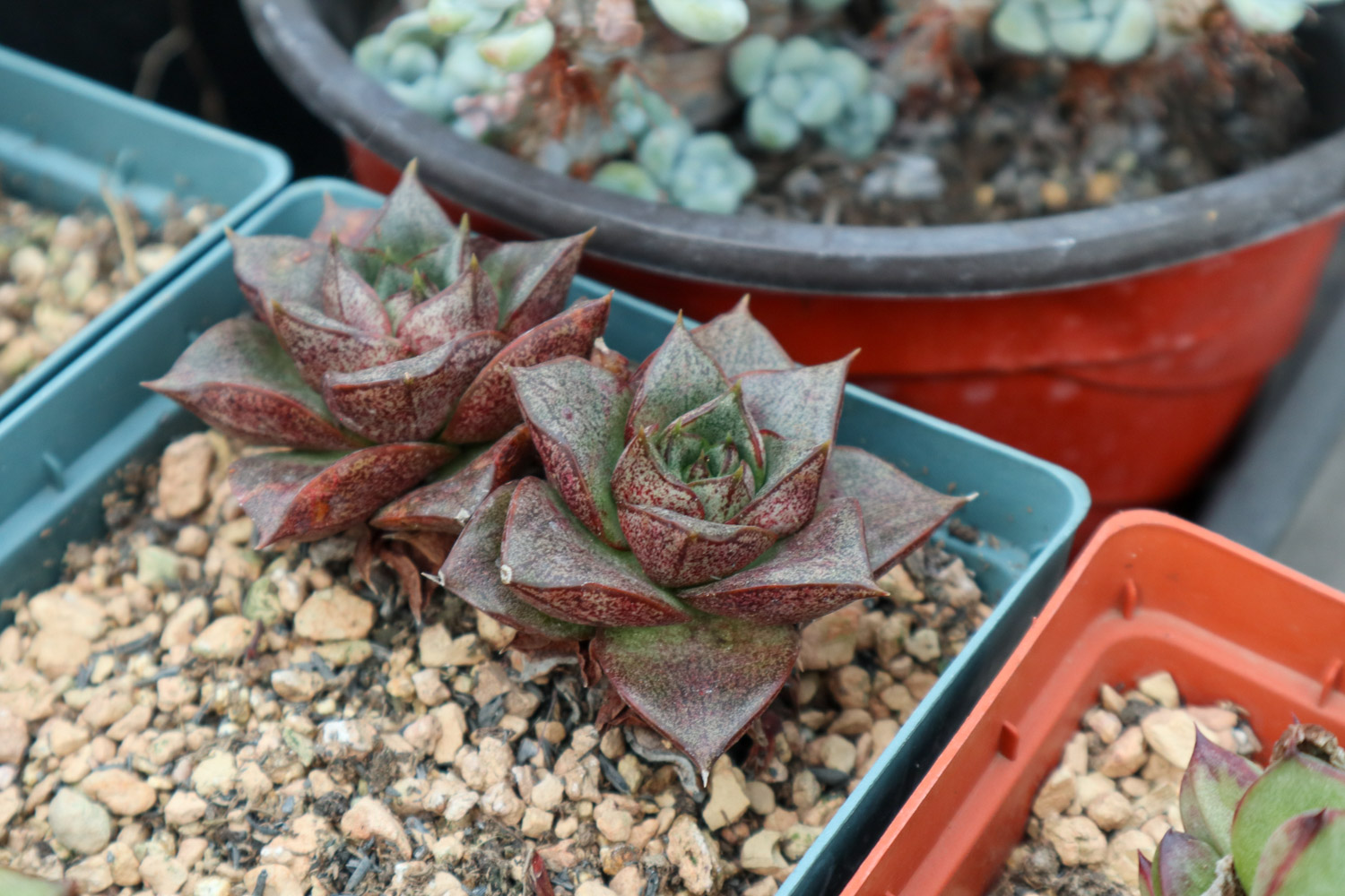 多肉 多肉黑腐还化水,1招就能起死回生,爆到夏季不用愁!