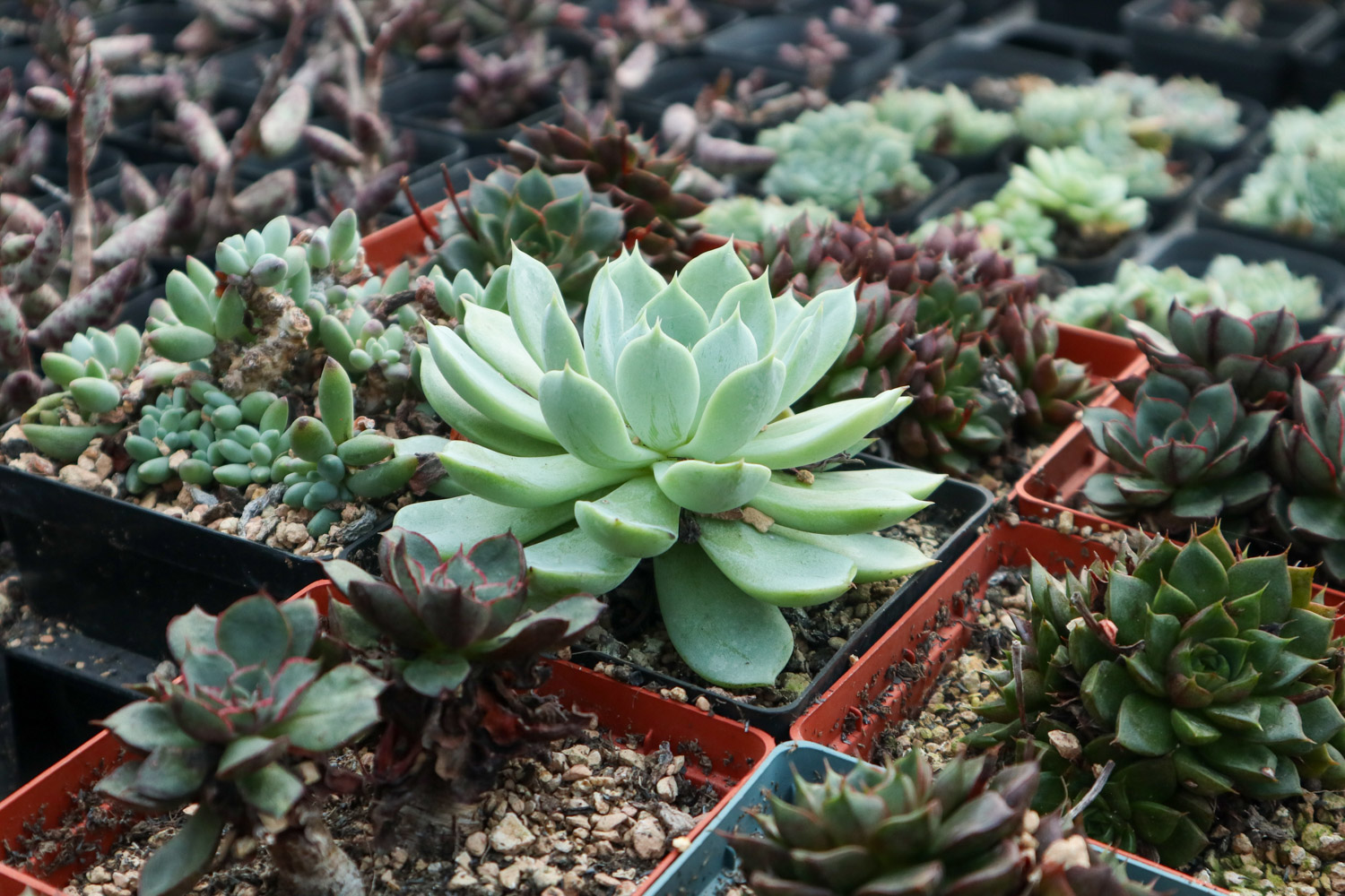 多肉 多肉黑腐还化水,1招就能起死回生,爆到夏季不用愁!