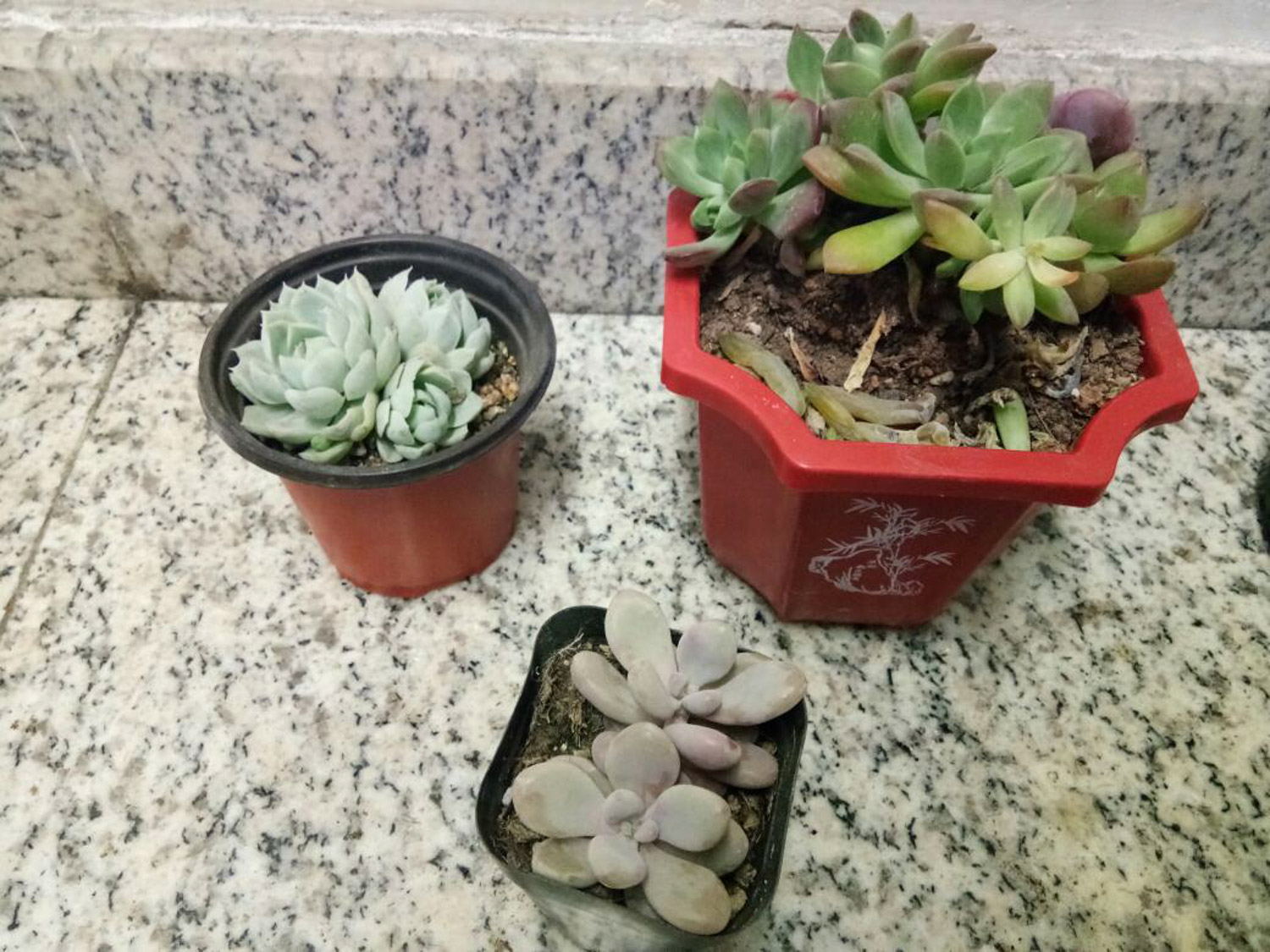 多肉 多肉黑腐还化水,1招就能起死回生,爆到夏季不用愁!