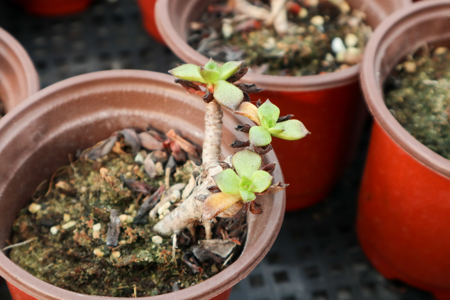 多肉 多肉黑腐还化水,1招就能起死回生,爆到夏季不用愁!