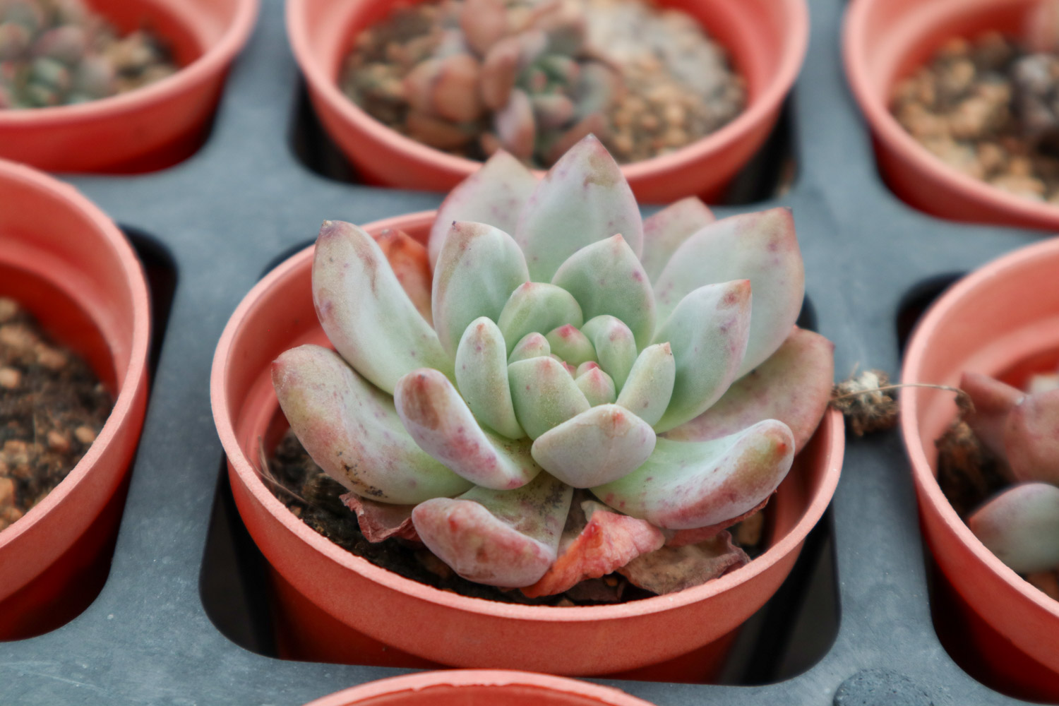 多肉 多肉黑腐还化水,1招就能起死回生,爆到夏季不用愁!