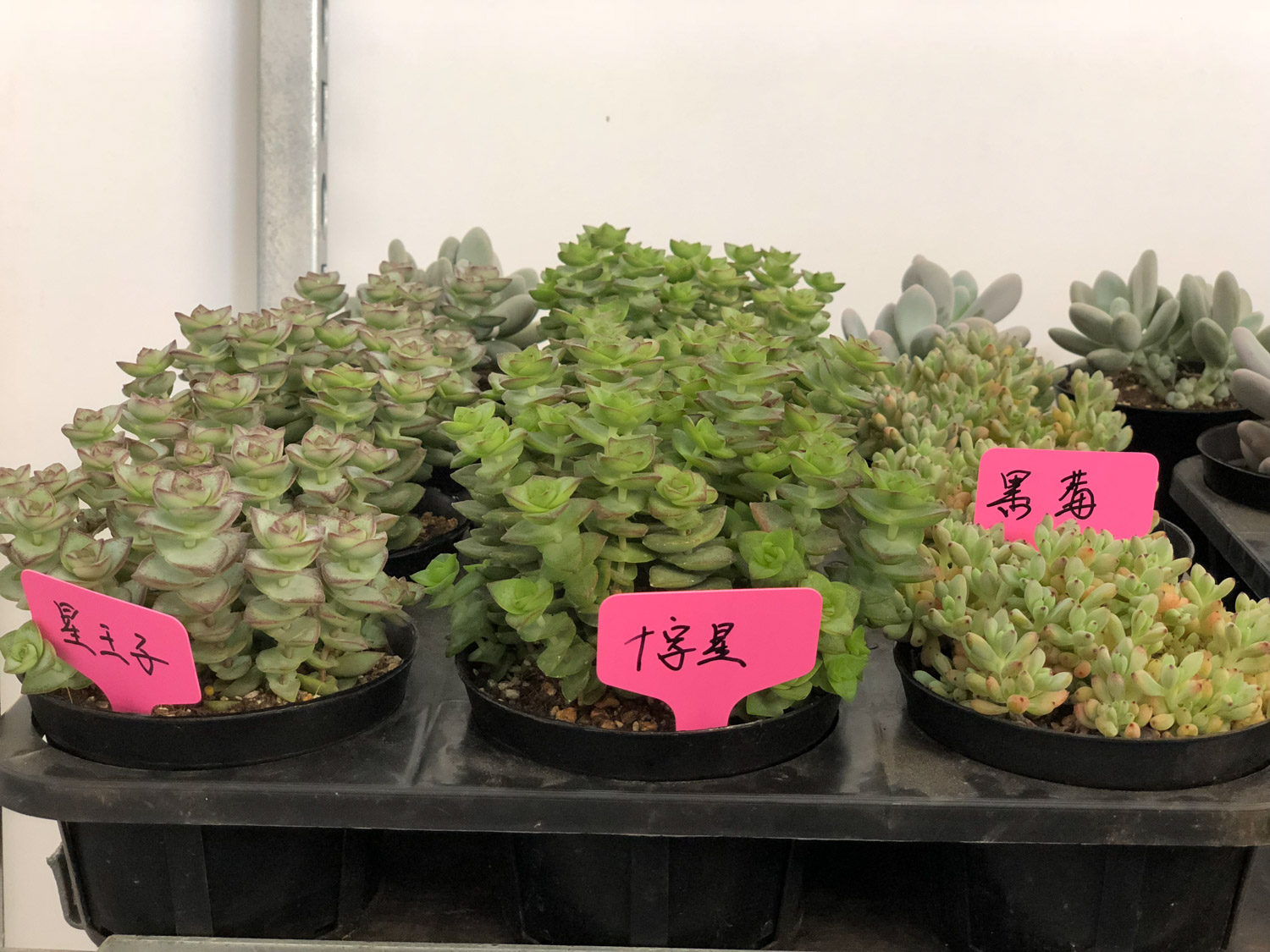 多肉黑腐还化水，1招就能起死回生，爆到夏季不用愁！