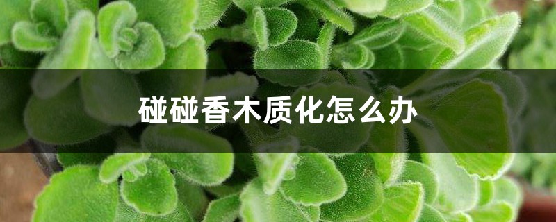 碰碰香木质化如何办