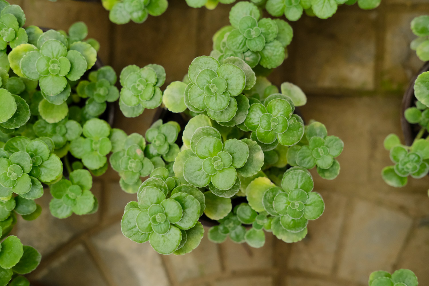 碰碰香 碰碰香木质化如何办