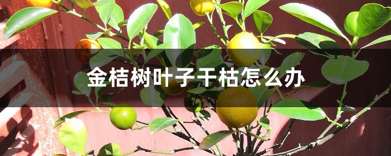 金桔树叶子干枯如何办