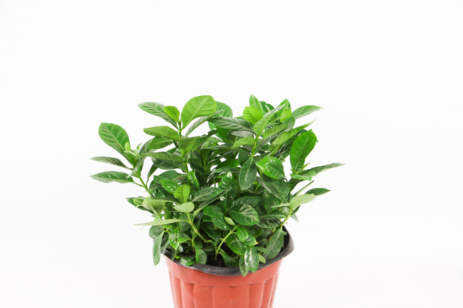 栀子花叶子长黑点如何办