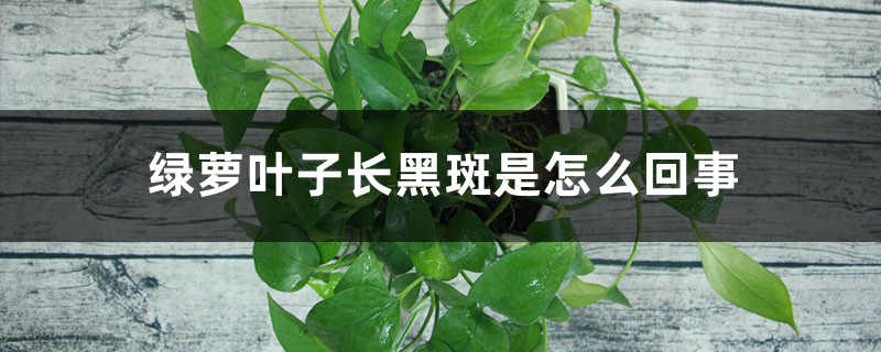 绿萝叶子长黑斑是如何回事