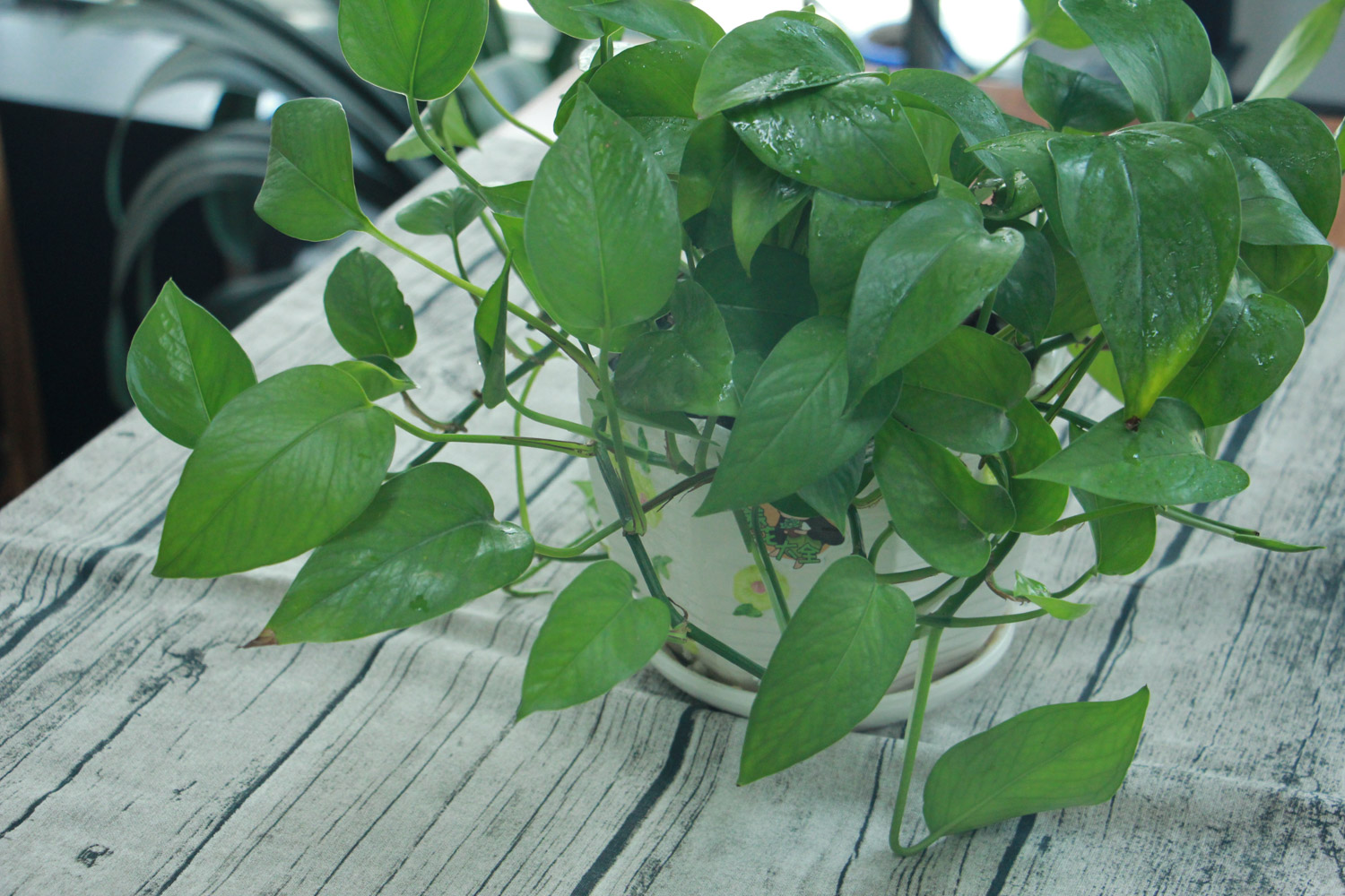 绿萝叶子长黑斑是如何回事