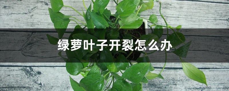 绿萝叶子开裂如何办