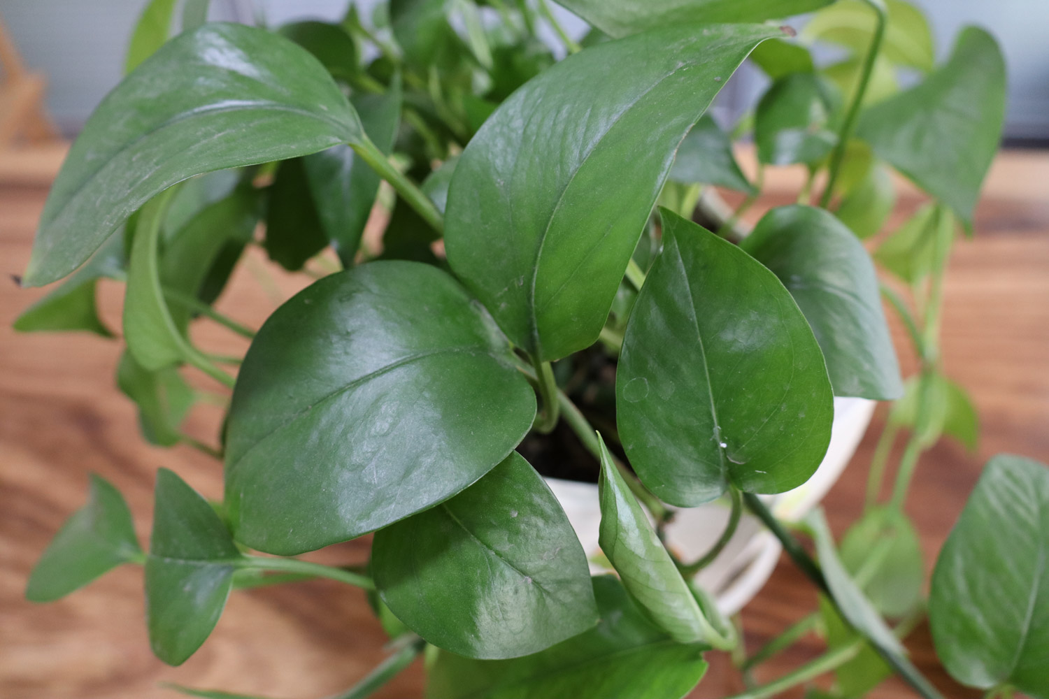 绿萝 绿萝叶子开裂如何办