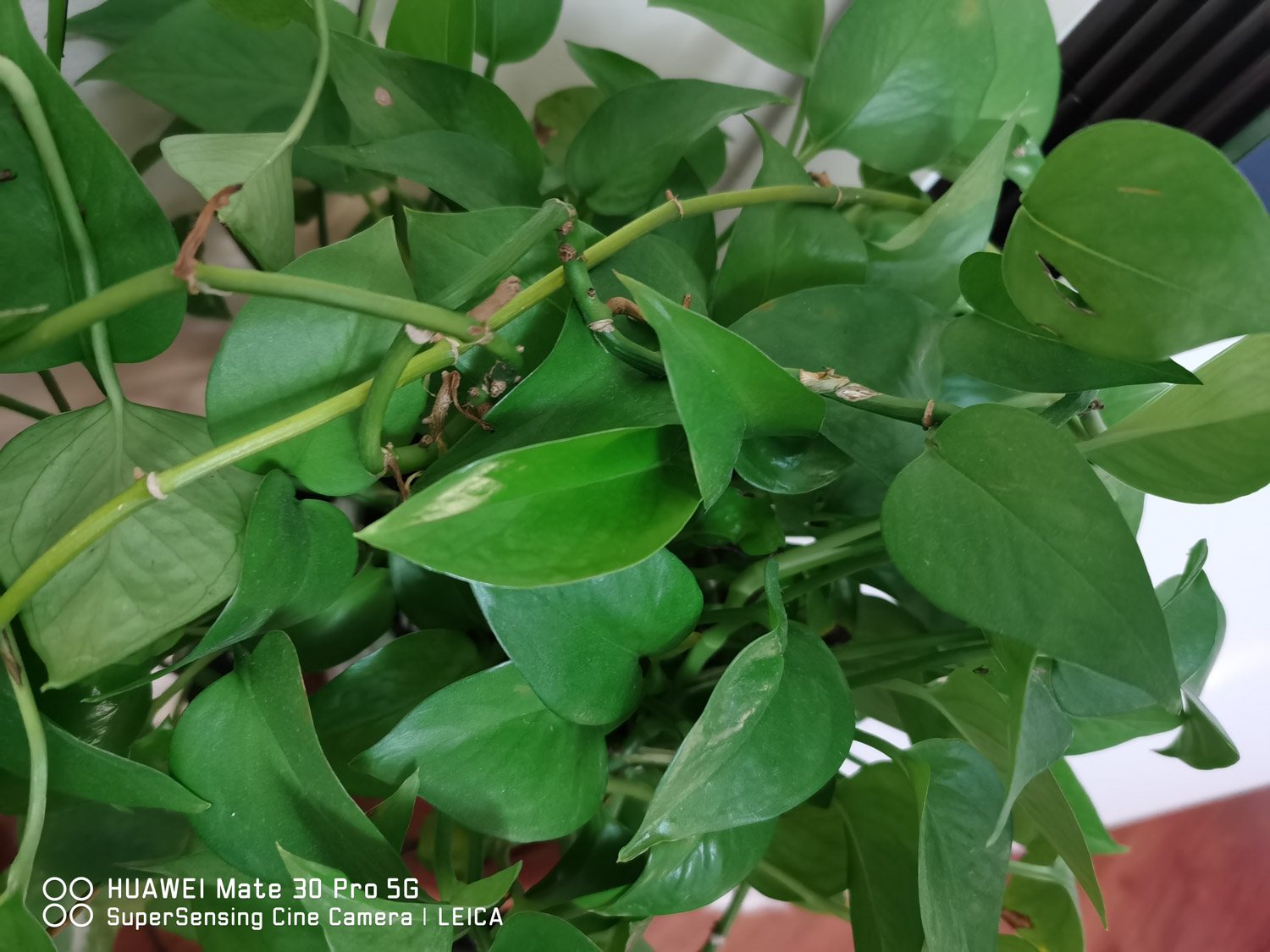 绿萝叶子发黑如何办