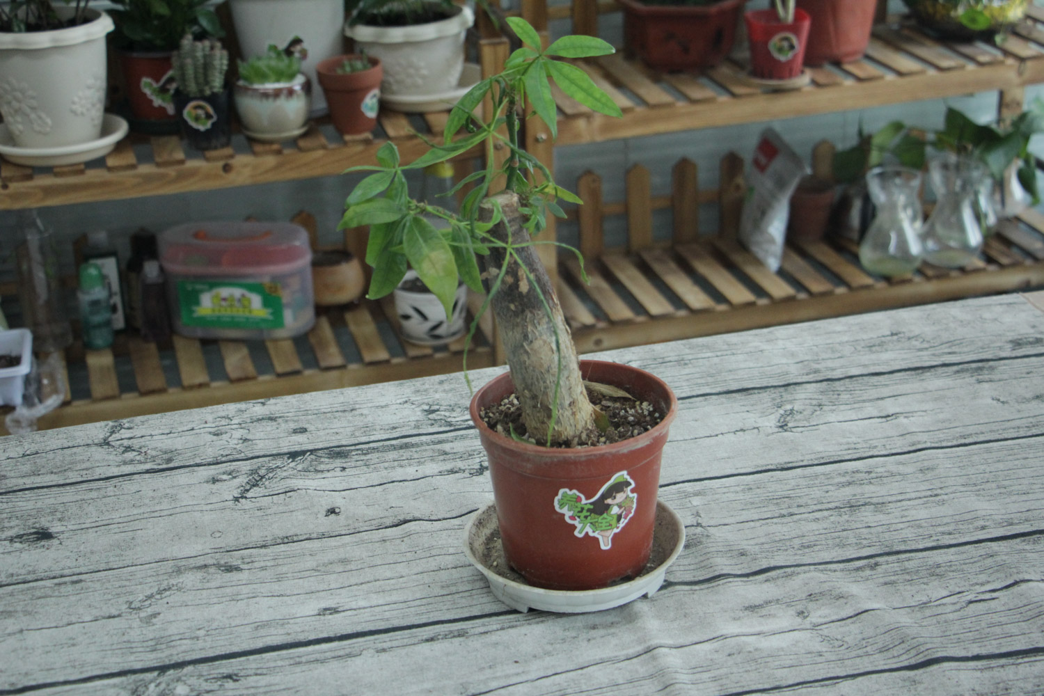 发财树 发财树叶子长斑如何办