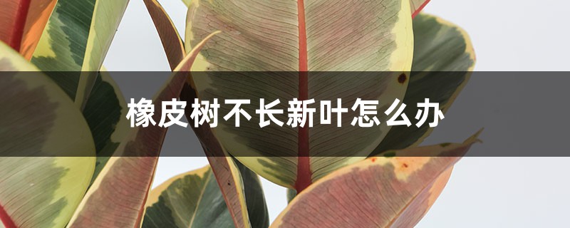 橡皮树不长新叶如何办