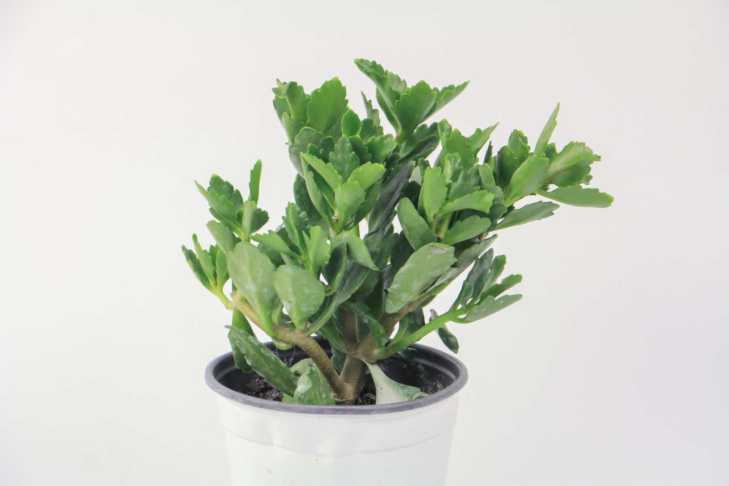 长寿花不长花苞如何办