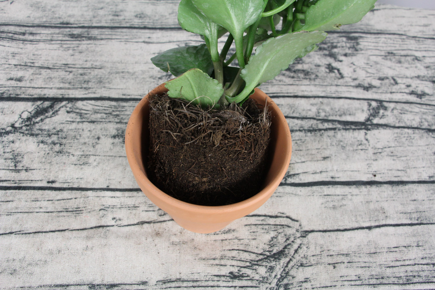 长寿花不长花苞如何办